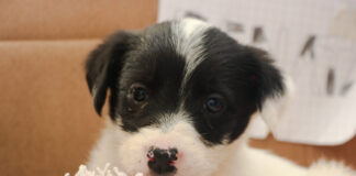 Mañana se hará una jornada de vacunación antirrábica en Las Perlas