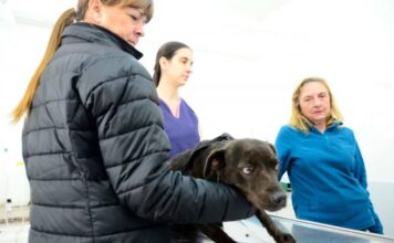 Ahora los turnos para castraciones se dan en el Salón Comunitario