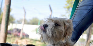 Este martes se darán turnos telefónicos para castraciones en Las Perlas