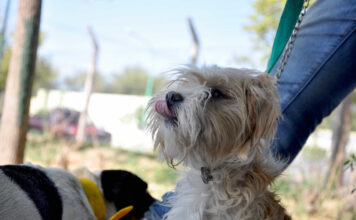 Este martes se darán turnos telefónicos para castraciones en Las Perlas