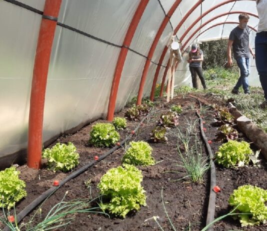 El Intendente recorrió junto al Ministro Deco invernaderos y huertas de Cipolletti