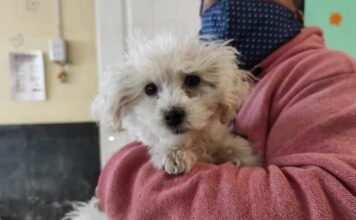 Suman días para castraciones en Las Perlas