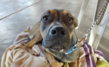 16 de agosto, títulos del día